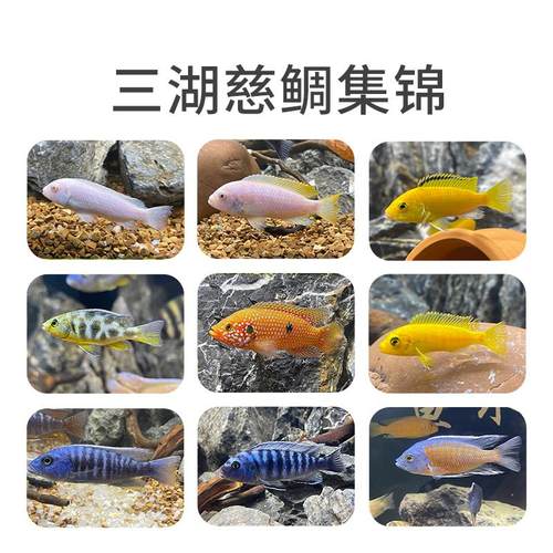 三湖慈鲷鱼热带观赏鱼中