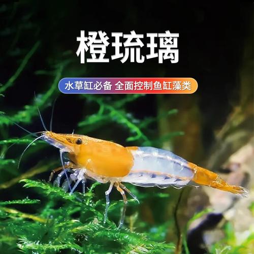 橙琉璃虾红琉璃宠物虾观赏虾活体清洁虾除藻虾工具虾路损包赔虾米