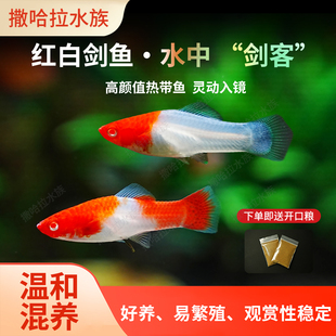 红白剑小型热带胎生鱼红箭鱼易养易繁殖发财鱼剑尾凤尾鱼观赏鱼