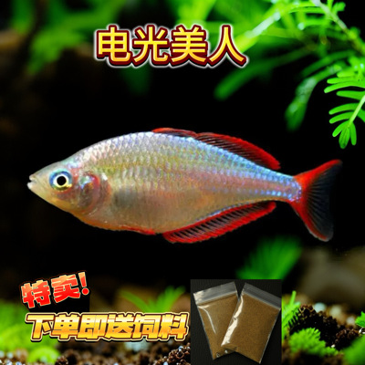 电光美人鱼进口稀有灯鱼