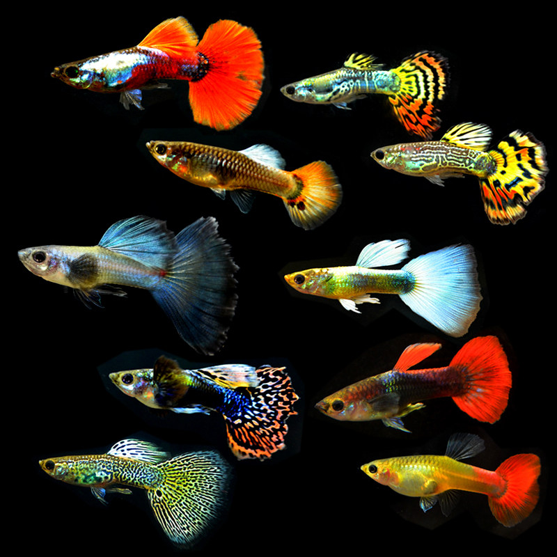 孔雀鱼凤尾易繁殖耐活体好养灯科鱼清道夫宝莲灯鱼淡水鱼群游鱼,宠物/宠物食品及用品,鱼,淘宝优惠券,粉丝福利购,淘宝优惠卷