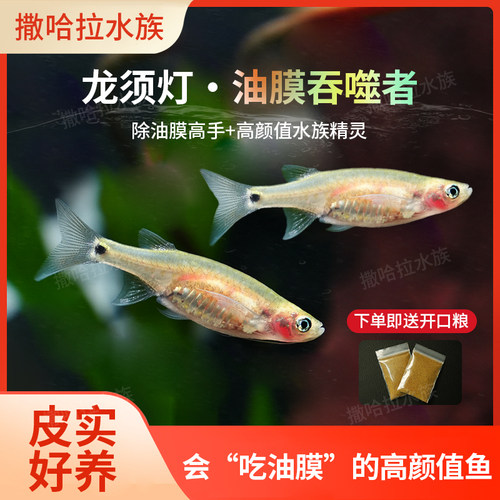 龙须灯鱼活体南美鱼除油膜鱼
