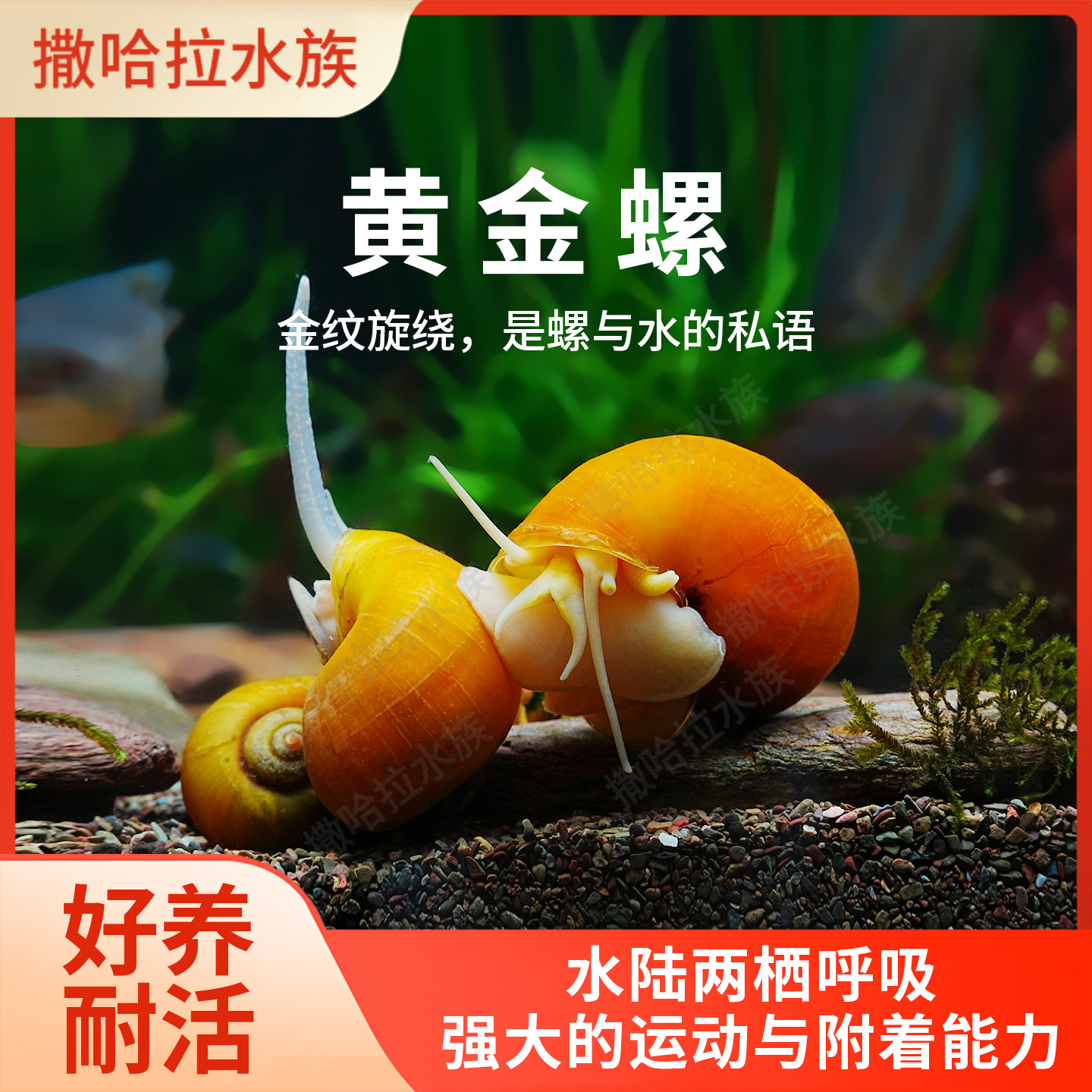 黄金螺净化水质清洁观赏