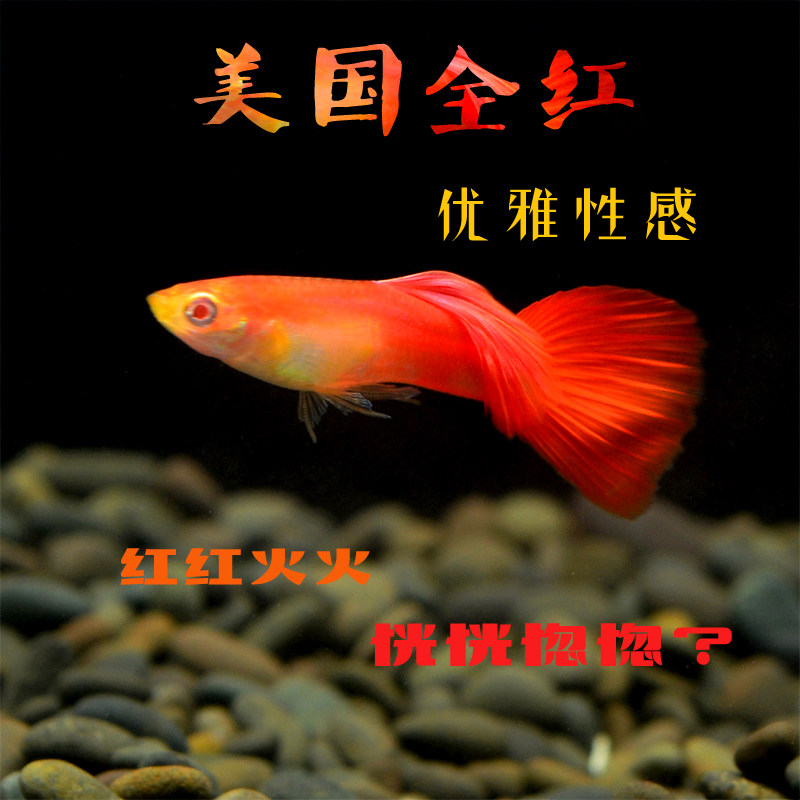 美国全红孔雀孔雀鱼热带鱼观赏鱼红袍孔雀火炬活体草缸小型鱼在类目 宠物/宠物食品及用品, 水族世界, 鱼中 - 来自Buy2taobao.com提供专业的淘宝代购服务