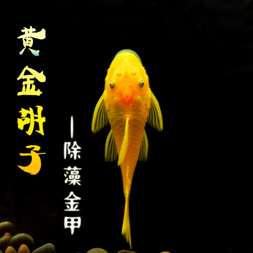 黄金蓝眼大帆胡子活体清洁除藻鱼