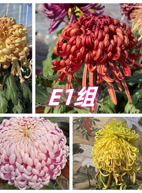 对版菊花小苗大菊花品种