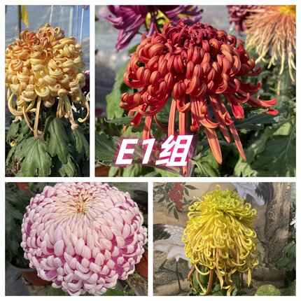 E1组  56种大菊品种南村菊园 大花大菊苗 菊花苗 对版 菊花小苗