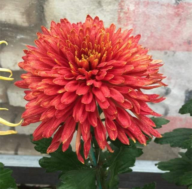 菊花苗大菊品种 金鸡红翎 九月菊 菊室内室外花卉植物