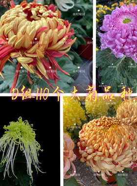 D菊花大菊品 菊花苗对版菊花盆栽九月菊穴盘苗 南村菊园 大菊品种