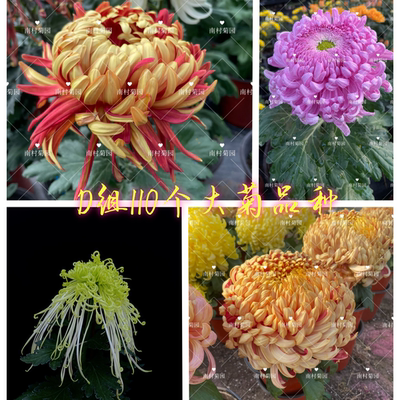 D菊花大菊品 菊花苗对版菊花盆栽九月菊穴盘苗 南村菊园 大菊品种