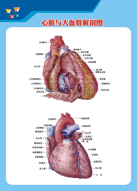 m769医院心脏与大血管解剖图墙张贴纸挂画kt展板写真海报印制2999