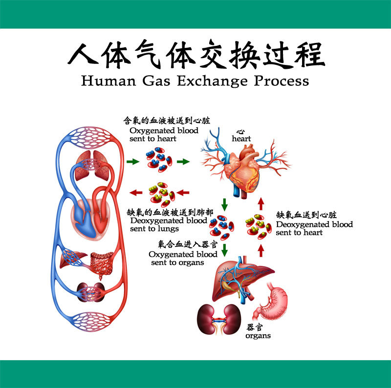 m769医学人体气体交换过程血液心脏解剖分析图解挂图1930海报印制