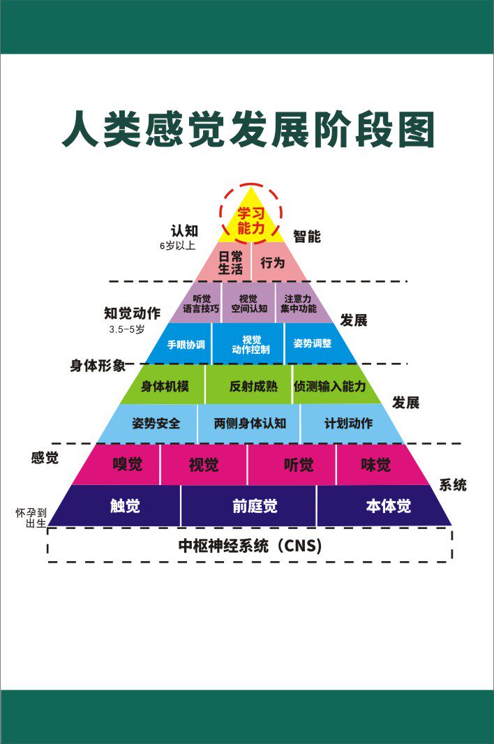 m769人类感觉发展阶段图感统训练学习教育认知1170海报定制印制