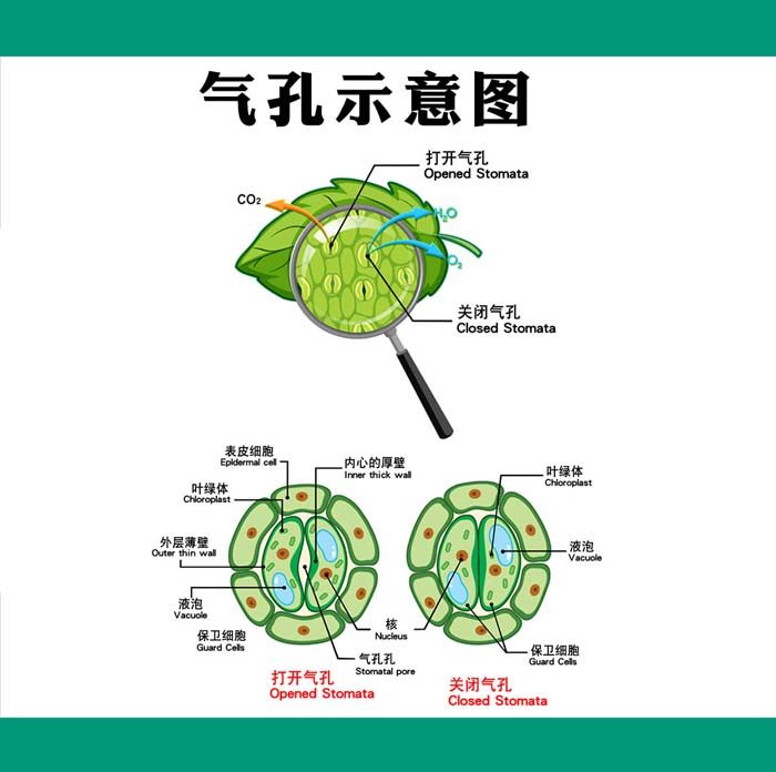 m769生物植物细胞气孔示意结构解剖图墙上挂贴图海报印制展板2620
