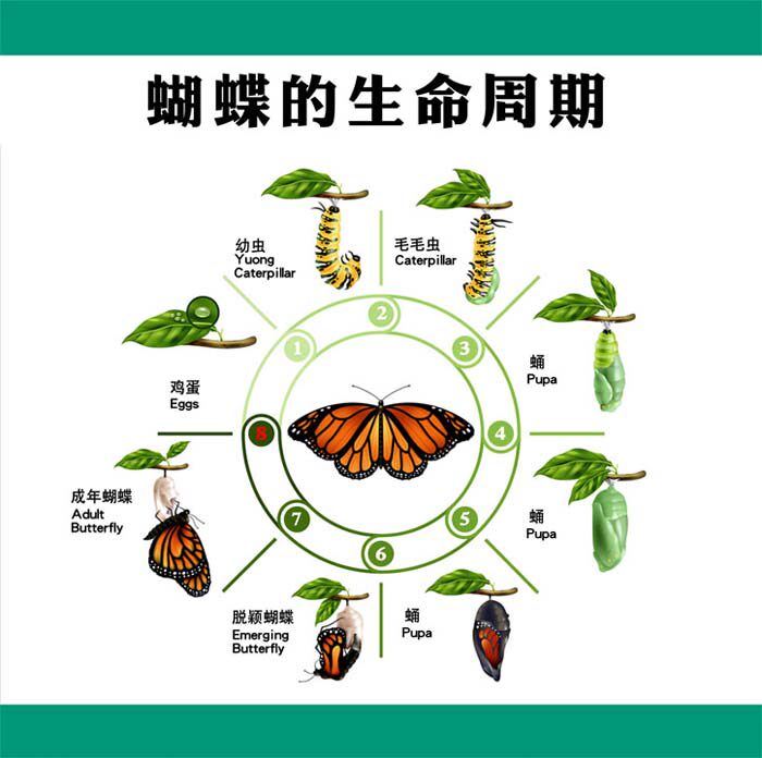 m769昆虫毛毛虫幼虫蝴蝶的生命周期循环结构图海报定印制展板2616