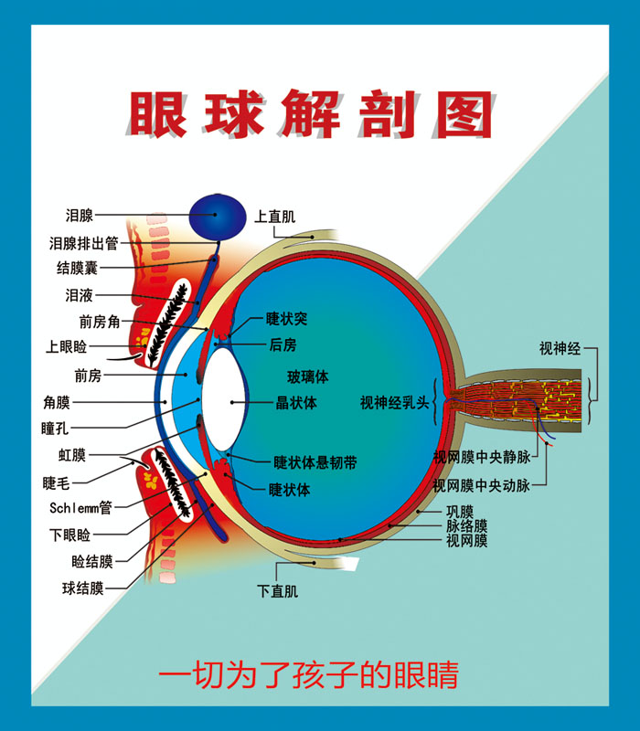 m768海报印制写真喷绘509医院眼科眼镜店眼球解剖图