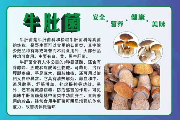 m771食用菌牛肚菌介绍功效知识科普写真贴纸挂图展板海报印制2163