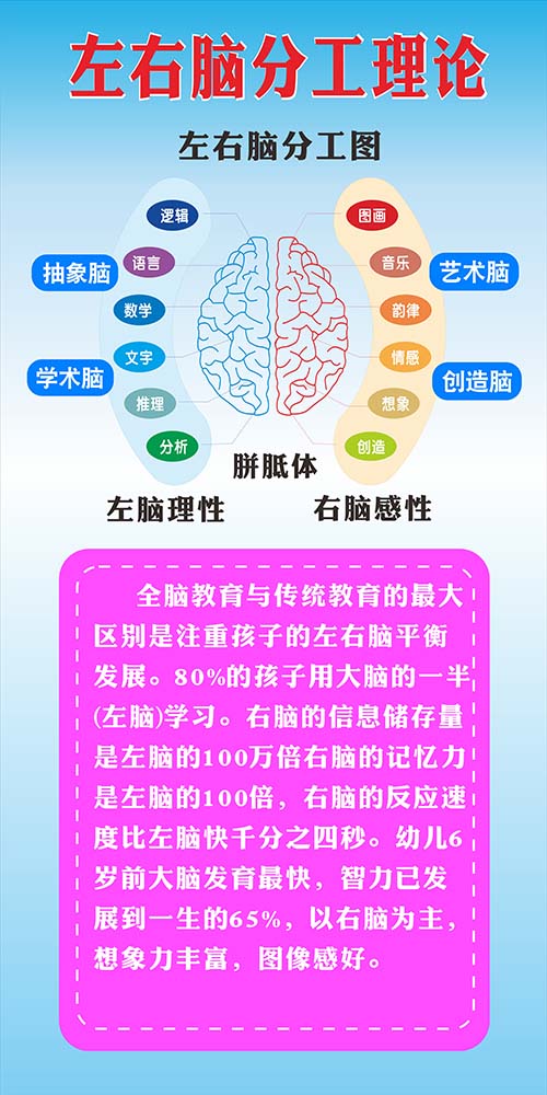 m769左右脑分工理论图全脑教育宣传墙贴纸装饰画喷绘海报印制2383