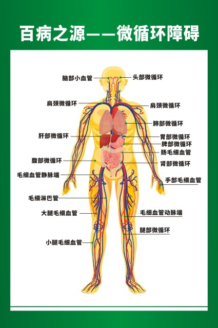 m771百病之源人体动脉血管微循环障碍身体结构图海报定制贴纸398