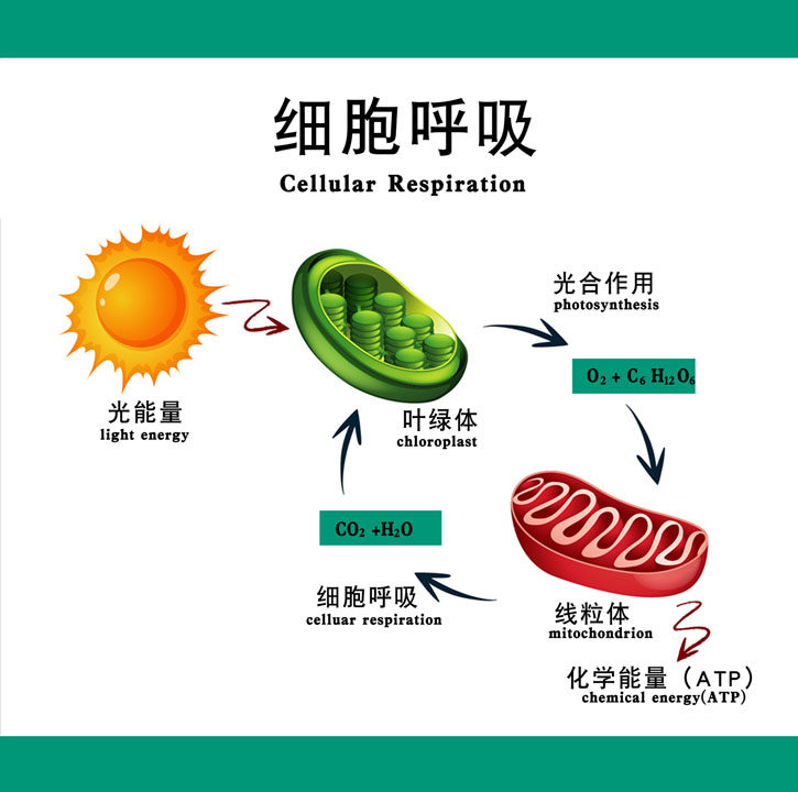 m769生物细胞呼吸叶绿体光合作用光能量循环2559海报定制印制展板