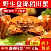 精选盘锦河蟹10只公母蟹保肥满黄稻田野生螃蟹鲜活大闸蟹顺丰 包邮