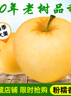 特大辽宁盖州黄元帅苹果当季水果
