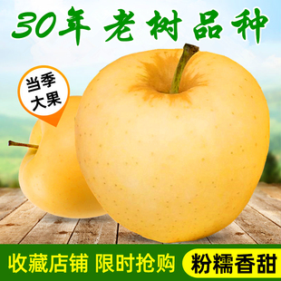 精选特大黄元帅苹果5斤包邮辽宁盖州特产新鲜大果当季水果黄金帅