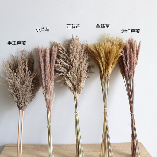 森系干花天然风干小芦苇