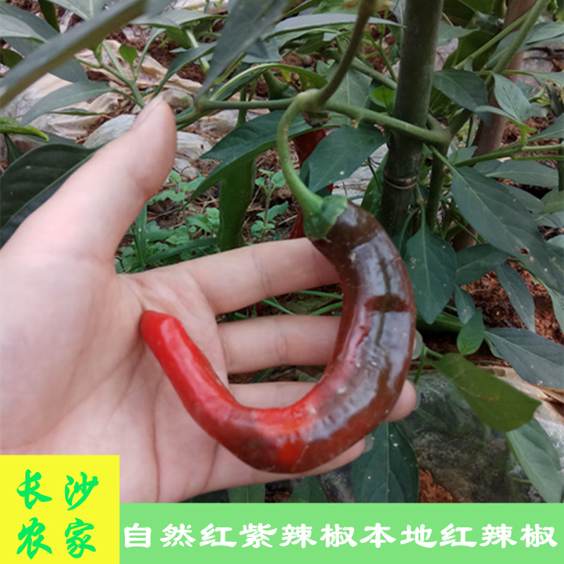 长沙农家【现摘3斤4斤】湖南本地红辣椒自然熟土辣椒紫辣椒园辣椒
