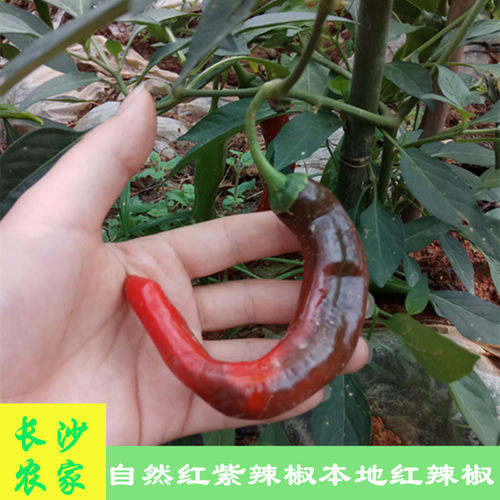 湖南自然熟土辣椒红辣椒新鲜现发