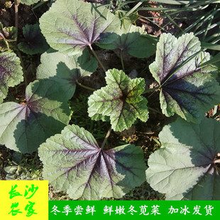 【现摘4斤】湖南新鲜蔬菜农家青菜本地冬寒菜糯米冬汉菜马蹄菜