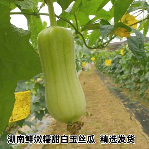 湖南新鲜白玉丝瓜水瓜甜嫩肉丝瓜