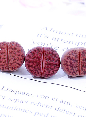 多肉植物生石花紫色紫柘榴C393A肉肉盆栽屁股花PP花屁屁花石生花