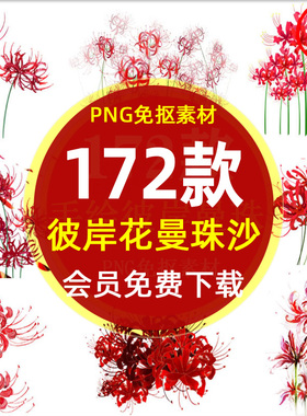 红色彼岸花轮回曼珠沙华海报封面PNG免抠图片 彼岸花插图PS素材