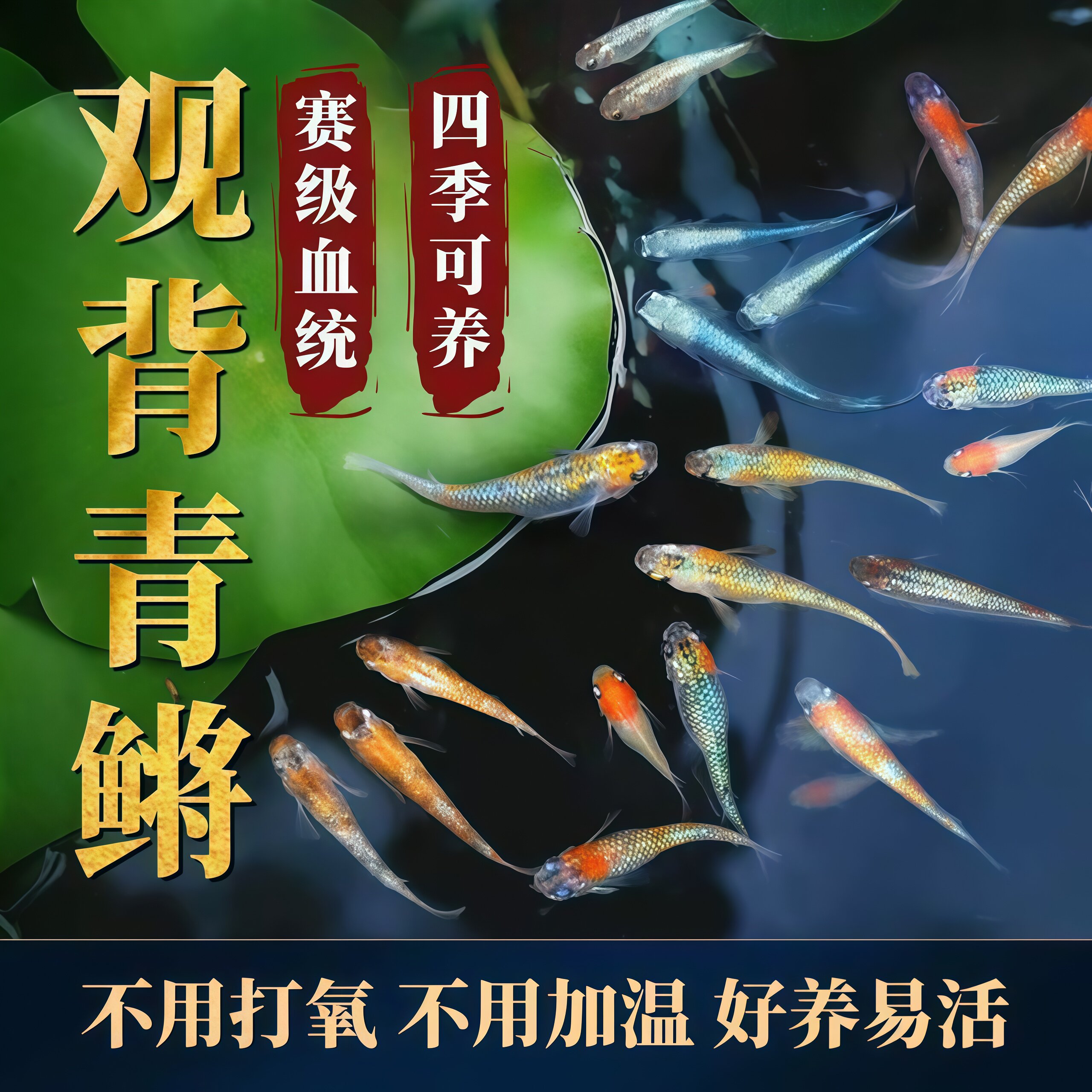 观背青鳉活鱼冷水淡水魔法鱼观赏鱼成鱼苗孔雀斑马鱼装好养耐活