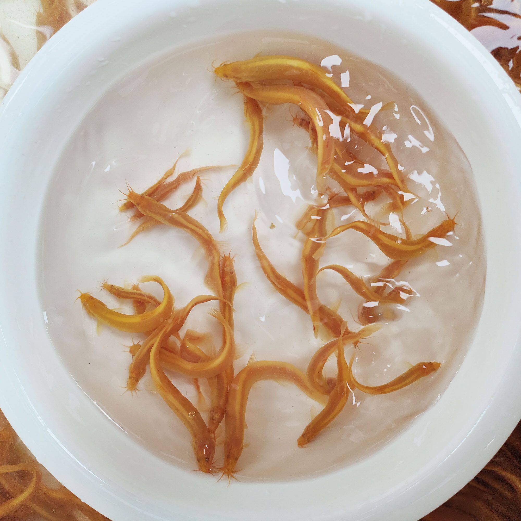 黄金泥鳅活体淡水观赏鱼免打氧清洁鱼缸除残饵好养耐活金鳅工具鱼