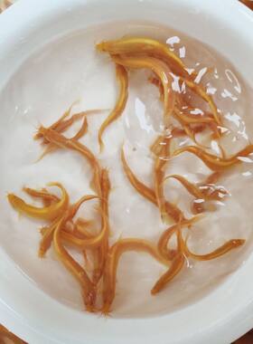 黄金泥鳅活体淡水观赏鱼免打氧清洁鱼缸除残饵好养耐活金鳅工具鱼