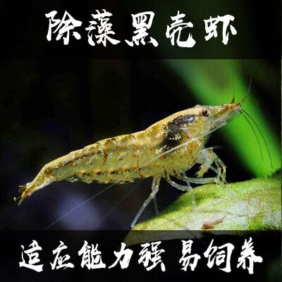 黑壳虾鱼缸水族工具虾除藻虾乌龟饲料清洁虾观赏虾黑壳虾除藻虾