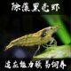 黑壳虾鱼缸水族工具虾除藻虾乌龟饲料清洁虾观赏虾黑壳虾除藻虾