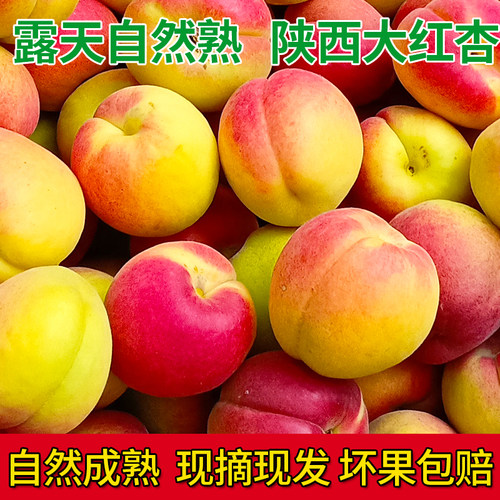 当季新鲜水果陕西太平大果红杏子酸甜孕妇水果产地直销整箱包邮