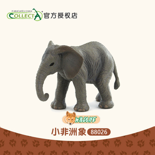 正品 仿真野生动物园玩具模型88026 英国CollectA我你他 小非洲象