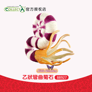 英国CollectA我你他 正品 乙状弯曲菊石史前动物儿童玩具模型88927