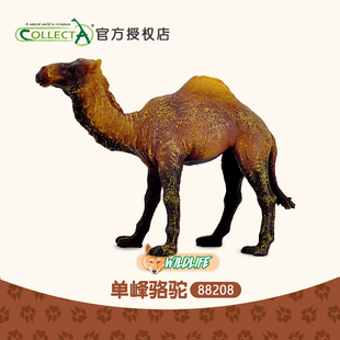 仿真动物模型儿童玩具摆件88208 科普英国我你他Collecta单峰骆驼