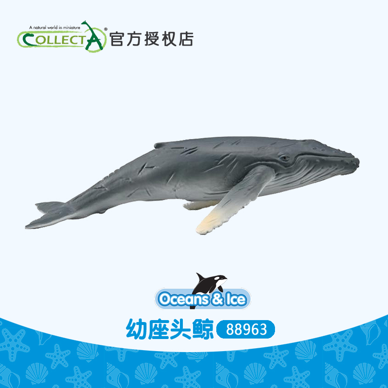 CollectA座头鲸塑胶仿真动物玩具