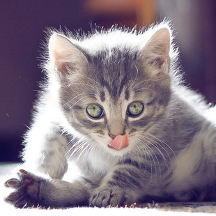 付费人工远程部署项目 只限本店项目 先联系客服