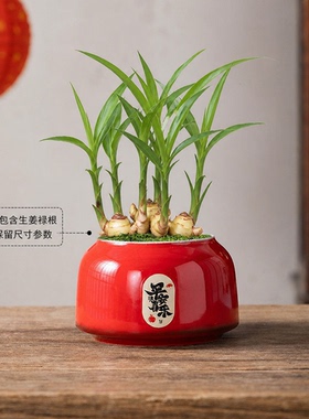 禄根花盆家用水培植物陶瓷容器招财禅意风水仙花托盘大号种植盆款