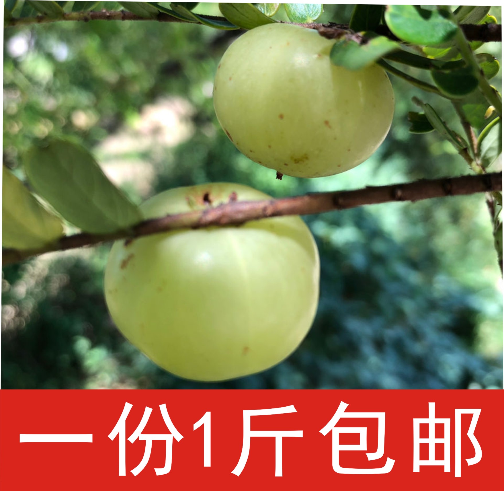 新鲜孕妇余甘子1斤包邮青油