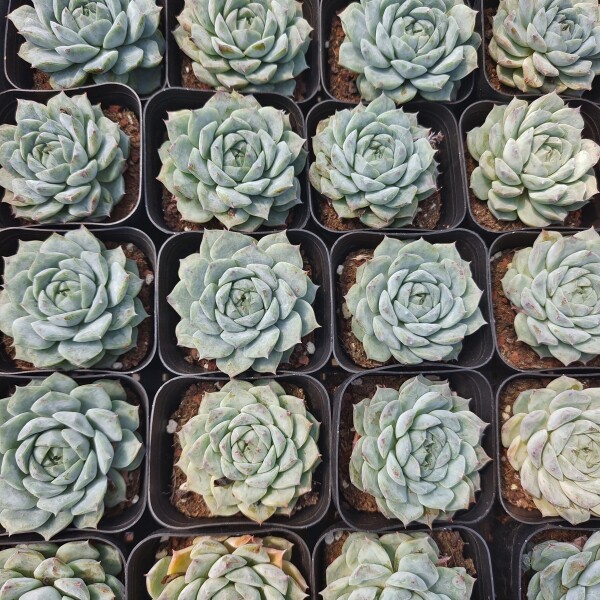 波塞冬多肉 多肉植物带盆带土发货精品绿植