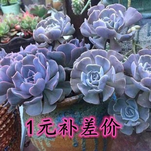 专拍链接1元 金额多少就拍多少 差价专拍链接