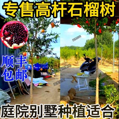 正宗高杆突尼斯软籽石榴树南北方栽植盆栽地栽当年结果甜石榴树苗